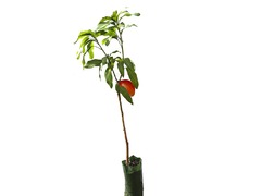 Grow fruits at your home (free home delivery 10am-5pm) - 2