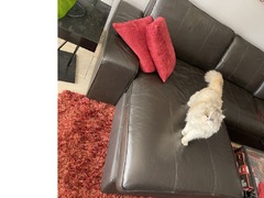 L-shaped leather sofa for sale