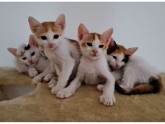 Kittens needing homes - 1
