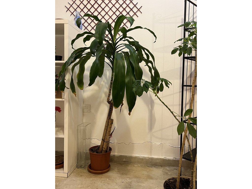 Indoor Plants for Sale - Expat Leaving - 1