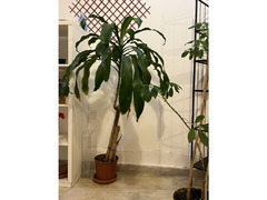 Indoor Plants for Sale - Expat Leaving
