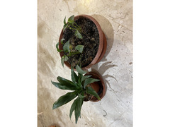 Indoor Plants for Sale - Expat Leaving - 3