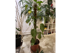 Indoor Plants for Sale - Expat Leaving - 4