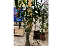 Indoor Plants for Sale - Expat Leaving - 5