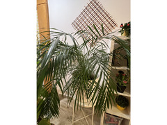 Indoor Plants for Sale - Expat Leaving - 6