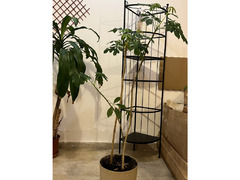 Indoor Plants for Sale - Expat Leaving - 7