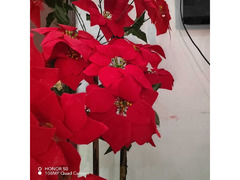 Red Flower Vase - 2