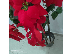 Red Flower Vase - 3
