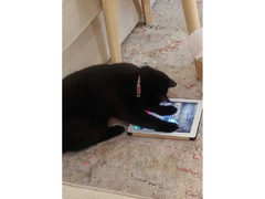 Cute cat looking for a loving family *adoption*