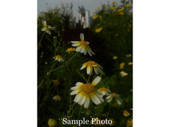 📷 Fujifilm FinePix JV300