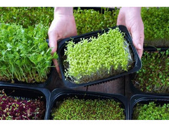13 Varieties premium Microgreen seeds